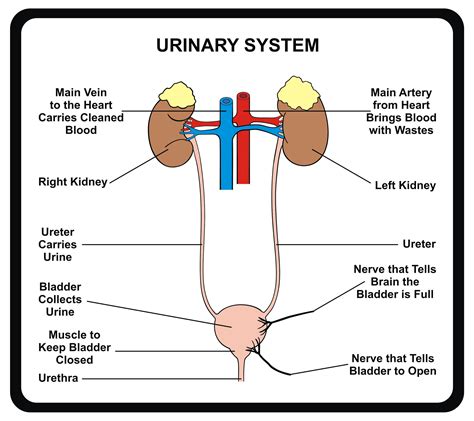 Anatomy And Physiology Urinary System Diagrams Diagram Hum