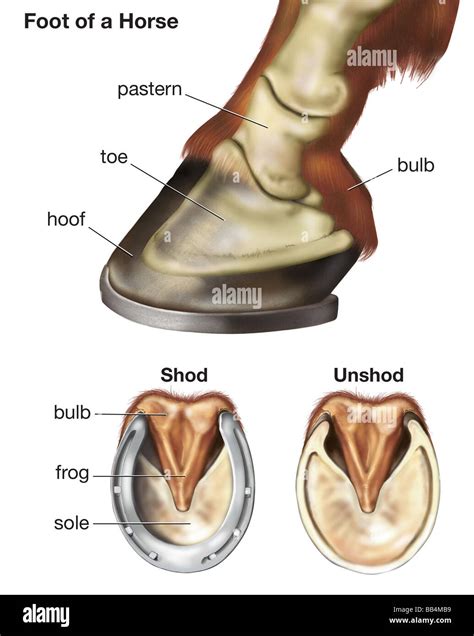 Anatomy Of A Horse's Foot