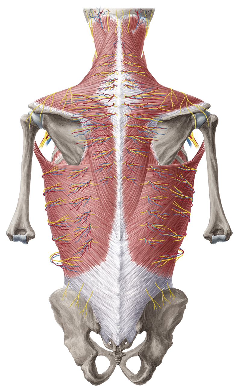 Anatomy Of Human Body Trunk