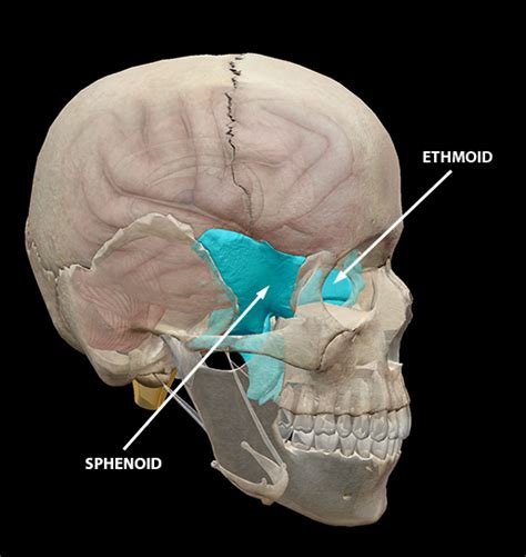 Anatomy Physiology The Neurocranium And Concussions