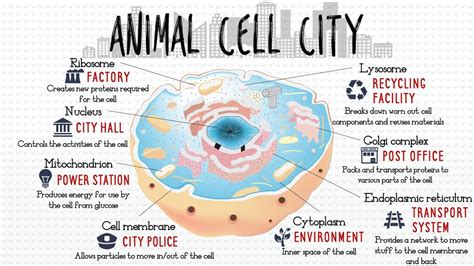 Animal Cell City E