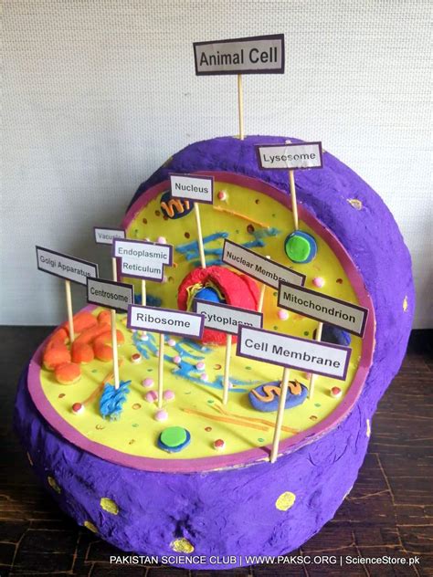 Animal Cell Diagram 3D Model Project