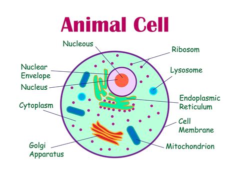 Animal Cell Diagram – Free Printable Paper, 60% Off