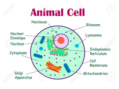 Animal Cell Diagram With Functions