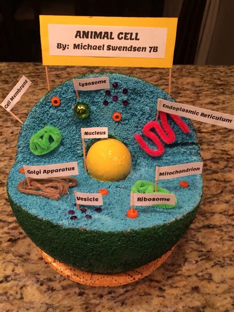 Animal Cell Model