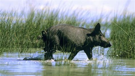 Animal Disease Wild Boar Control With Sodium Nitrite