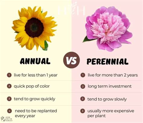 Annuals Vs Perennials: Boost Garden Beauty