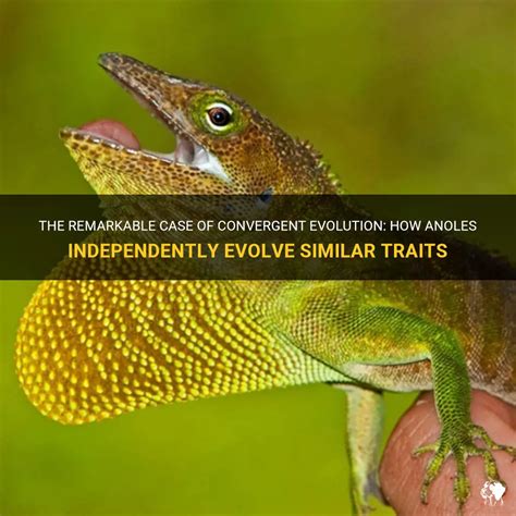 Anole Phylogeny Secrets Digital Trends