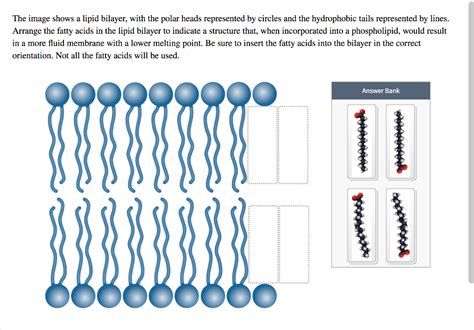 Answered The Image Shows A Lipid Bilayer With Bartleby