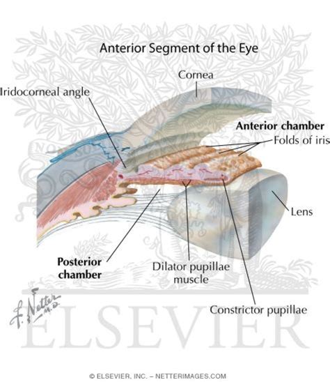 Anterior And Posterior Chambers Of Eye Anatomy Of The Anterior Chamber