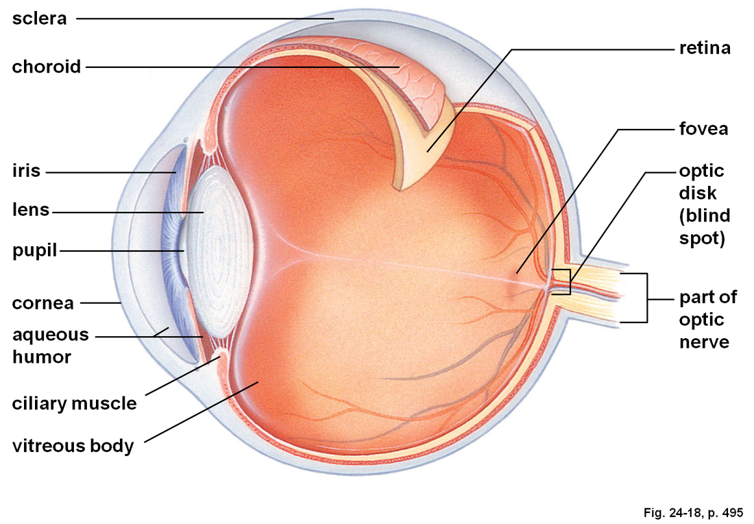 Anterior Chamber Of Eye