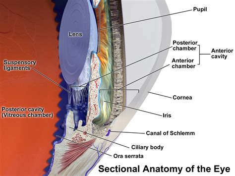 Anterior Chamber Of Eyeball