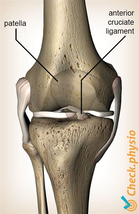 Anterior Cruciate Ligament