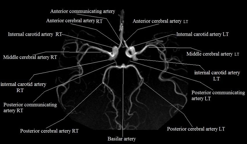 Anterior Segments: Master Eye Anatomy