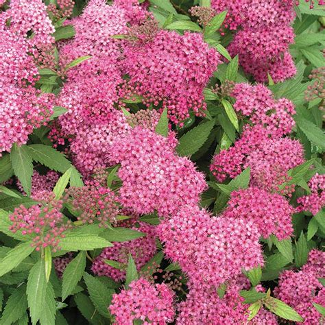 Anthony Waterer Spirea Foothills Nurseries