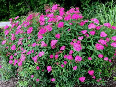 Anthony Waterer Spirea Growth Guide