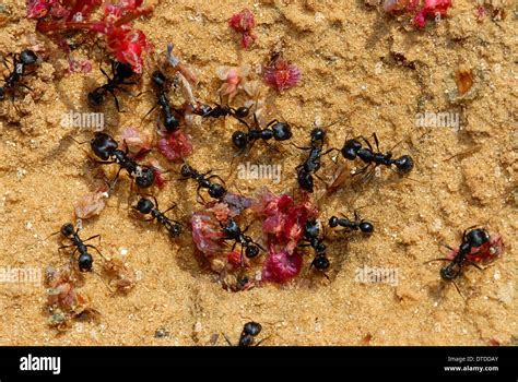 Ants Food High Resolution Stock Photography And Images Alamy