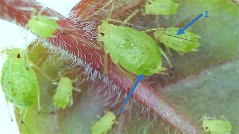 Aphid Manual: Fix Greenhouse Problems Quickly