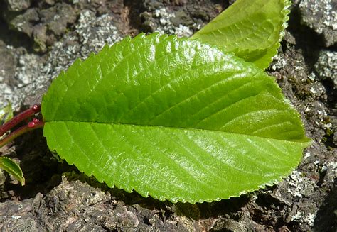 Apple Tree Leaves