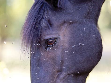 Arboviral Diseases And Horses What You Need To Know Southwest