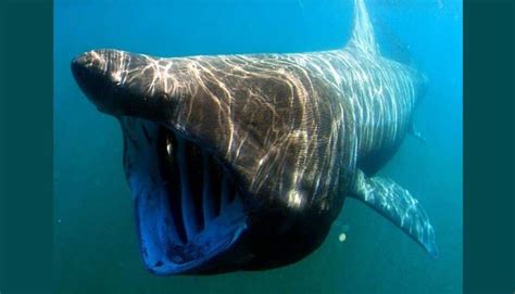 Are Basking Sharks Dangerous