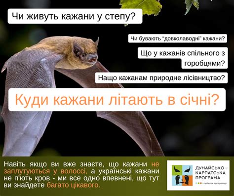 Are Bats Dangerous A Scientist S Explanation