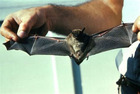 Are Bats Dangerous To Humans Blog Charlotte Nc Pest Control