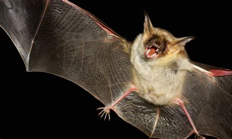 Are Bats Dangerous To Humans Do Bats Attack