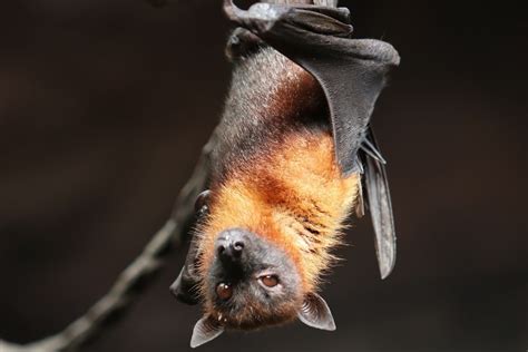 Are Bats Dangerous To Humans E Exterminateur