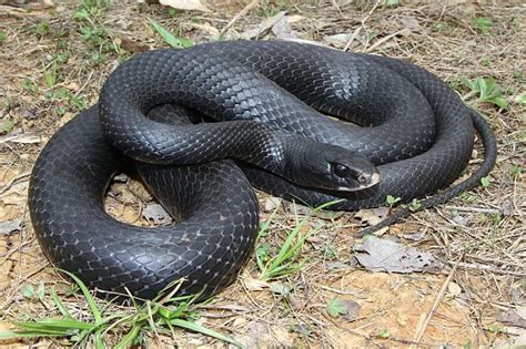 Are Black Racer Snakes Poisonous Black Racer Snake Racer