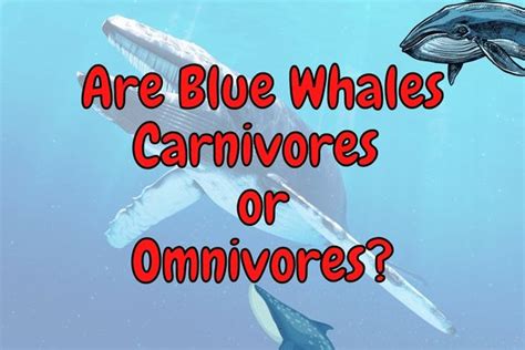 Are Blue Whales Carnivores Or Omnivores Explained Outlife Expert