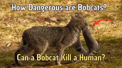 Are Bobcats Dangerous