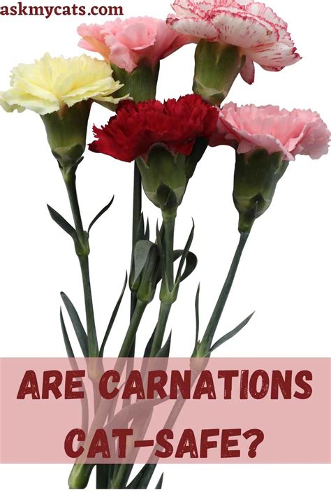 Are Carnations Poisonous To Cats