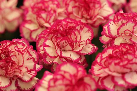 Are Carnations Toxic To Cats Here S What To Know