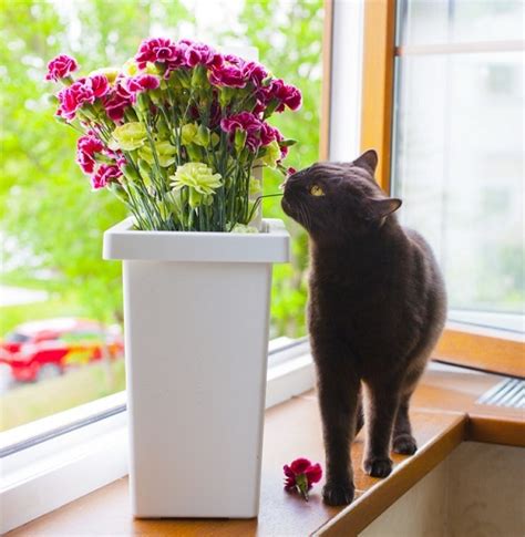 Are Carnations Toxic To Cats Indoor Garden Web