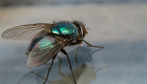 Are Flies Attracted To Light