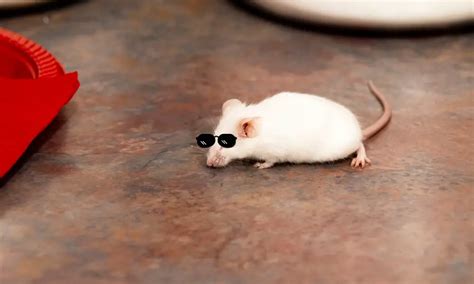 Are Mice Blind