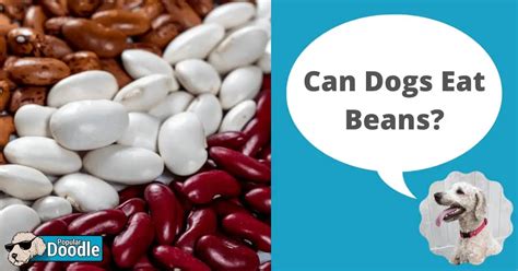 Are Pinto Beans Good For Dogs