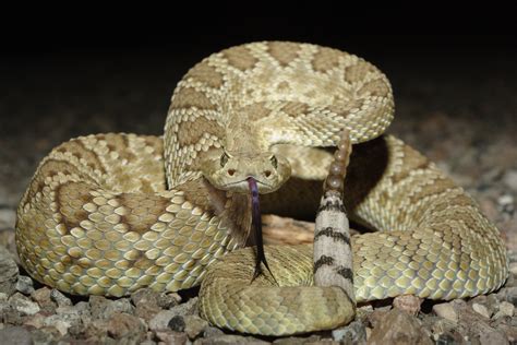 Are Rattlesnakes Venomous