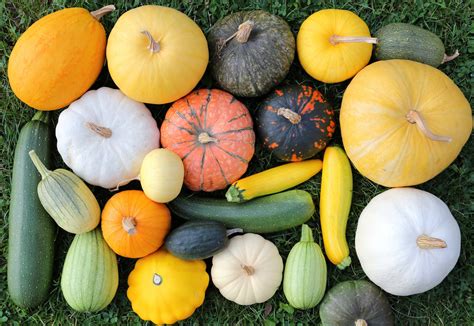 Are Squashes Fruits