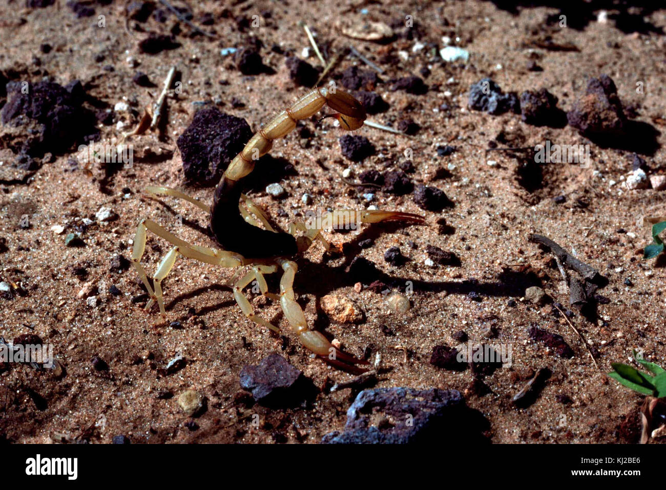 Arizona Bark Scorpion Centruroides Sculpturatus Stock Photo Alamy