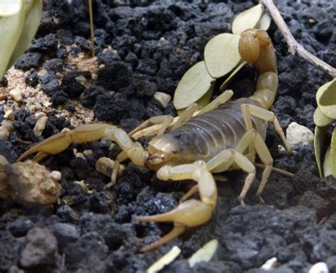 Arizona Bark Scorpion Scorpion Pest Control In Phoenix