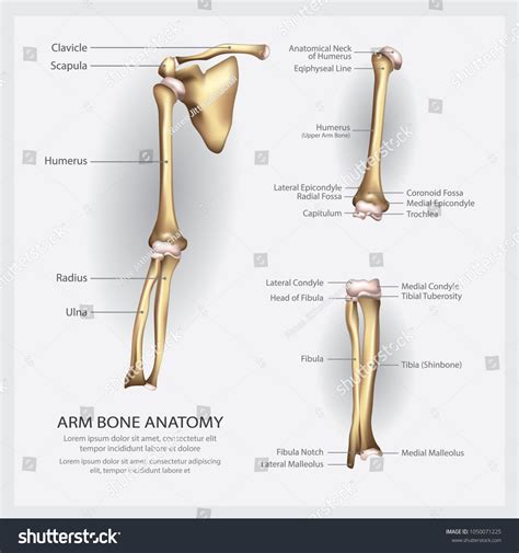 Arm Bone Anatomy With Detail Stock Vector Illustration Of