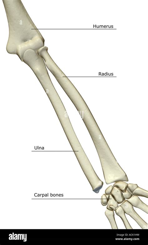 Arm Bones