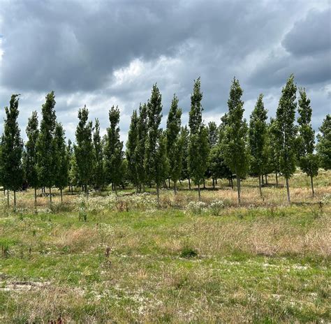 Armstrong Maple Hoette Farms Nursery