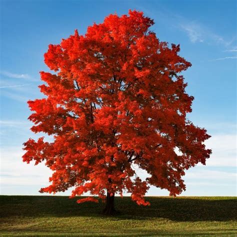 Armstrong Red Maple