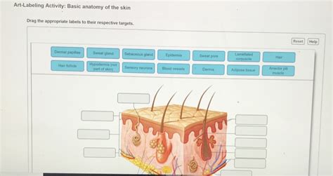 Art Labeling Activity Basic Anatomy Of The Skin