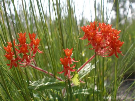 Asclepias Lanceolata Fewflower Milkweed