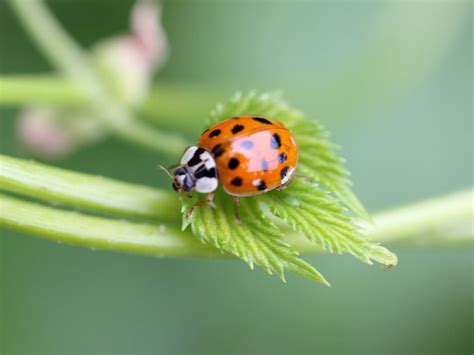 Asian Lady Beetle: Natural Pest Solutions