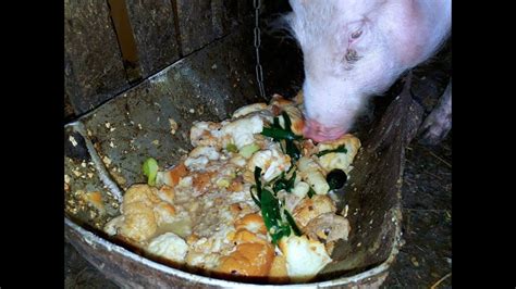 Asmr Pig Is Eating Pig Is Eating Slop Cerdo Asmr Comiendo Asmr